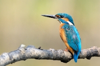 9429 Alcedo atthis (Martin pescatore)